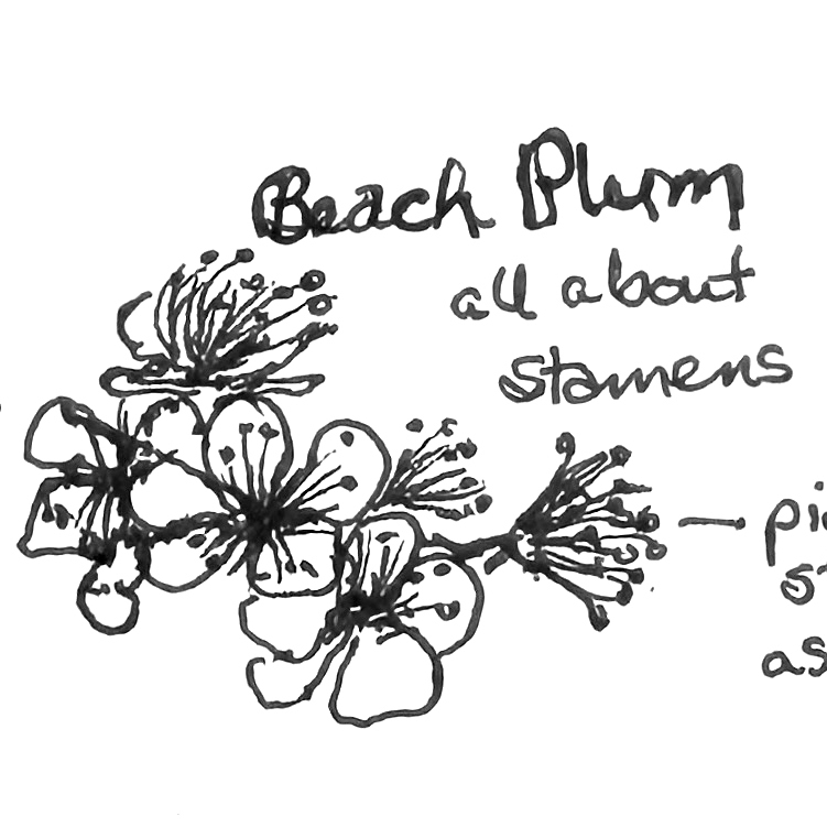 Introduction to Nature Journaling - logo
